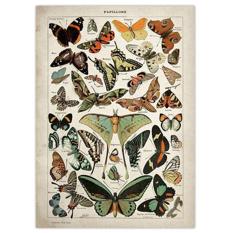 Butterfly Vintage Poster — view 1 Butterfly Vintage Poster — view 1